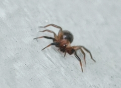 Drassyllus