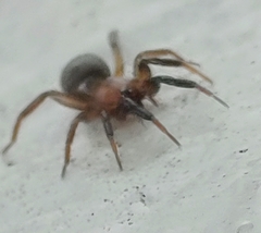 Drassyllus