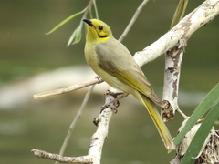 Ptilotula flavescens