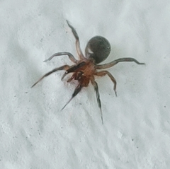 Drassyllus