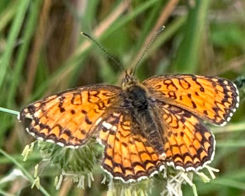 Knapweed Fritillary