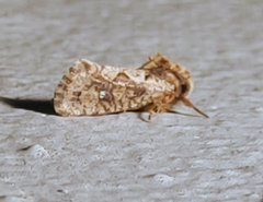 Acrolophus walsinghami