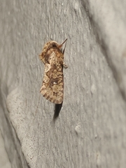 Acrolophus walsinghami