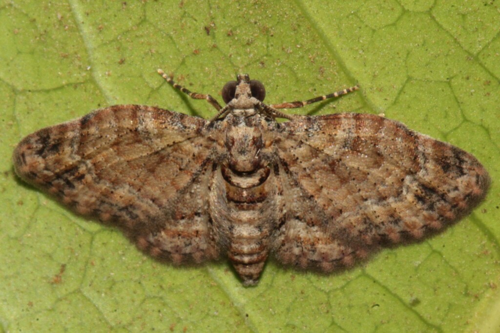 Mesocolpia peremptata