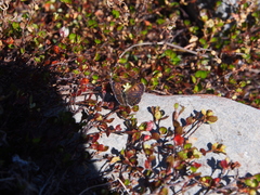 Lycaena boldenarum
