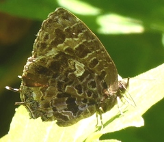 Arhopala abseus