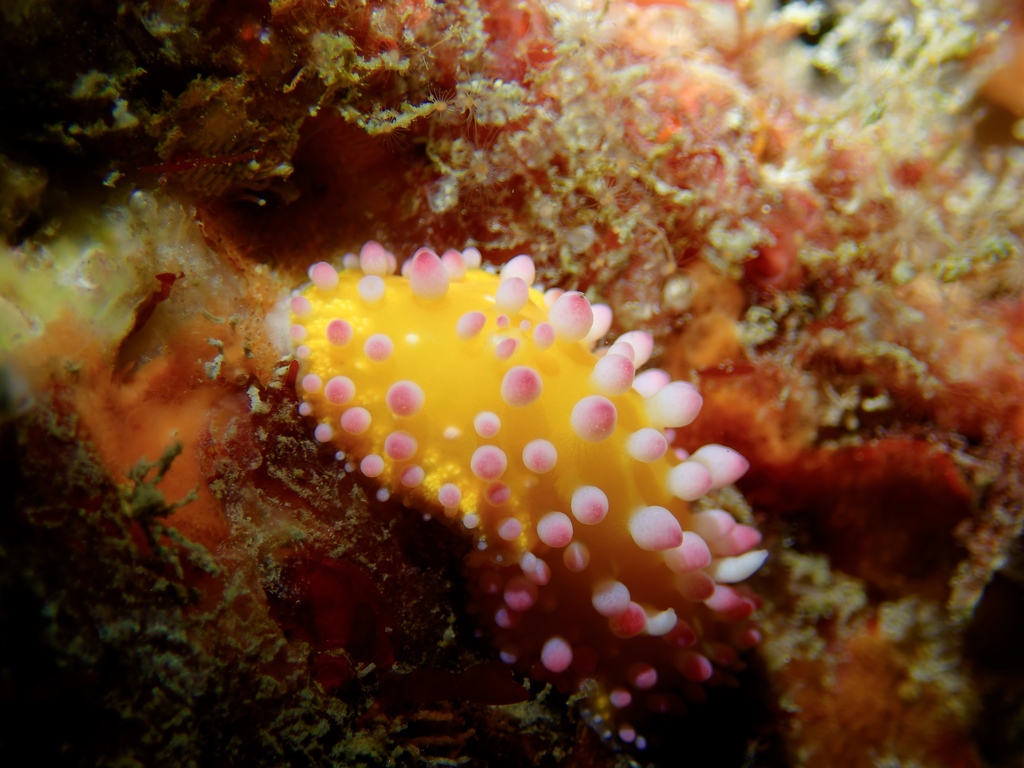 Sunburst Ray Dorid