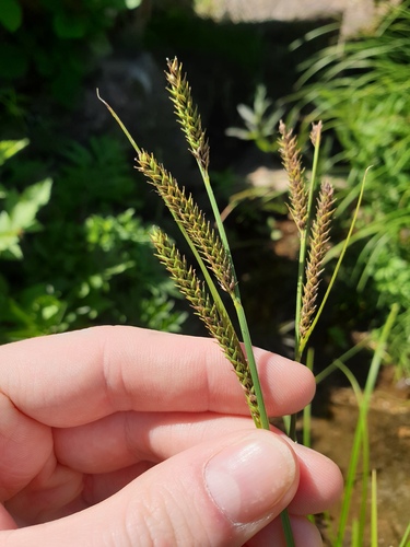 Carex forficula (Carex forficula)