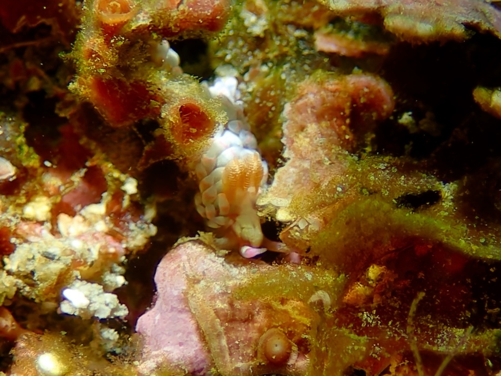Pom-pom Single-stalk