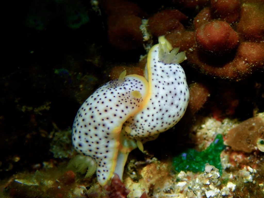 Blurred Spot Rainbow Dorid