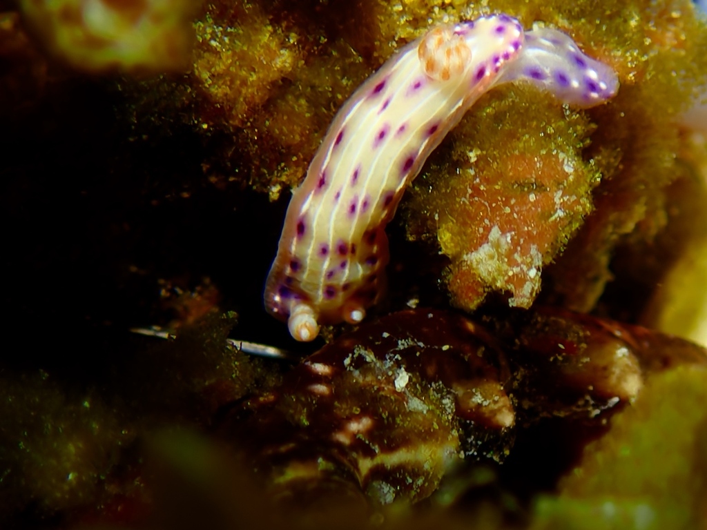 Double-banded Split-tooth Dorid
