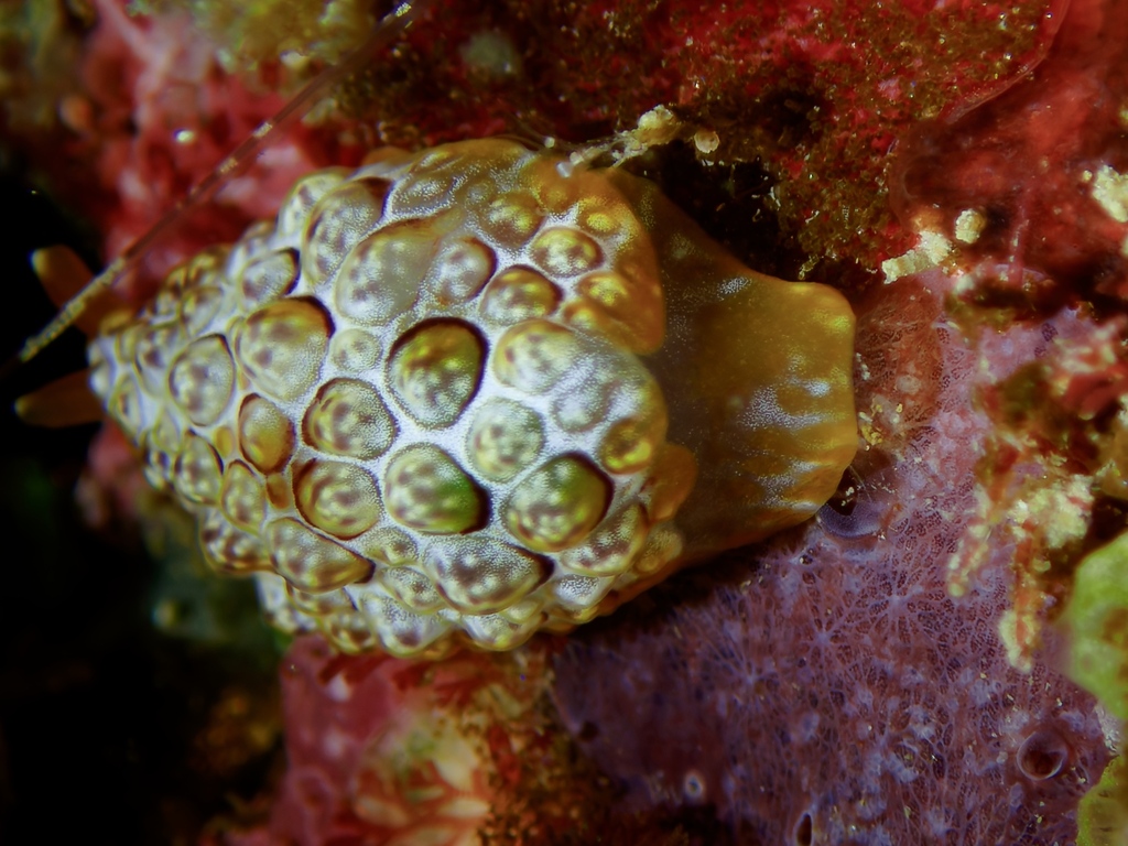 Forskal's sidegill slug