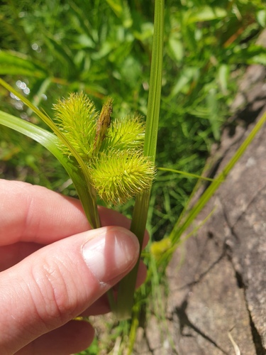 Carex capricornis iNat (2)