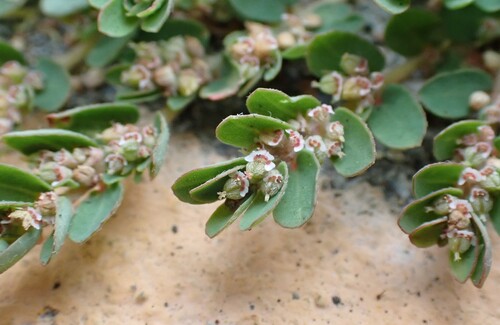 Euphorbia thymifolia iNat (3)