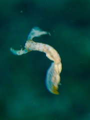 ヤマトユビウミウシ