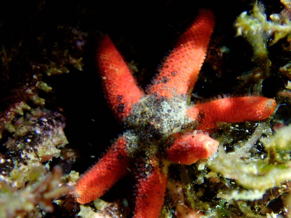 Nepanthia belcheri