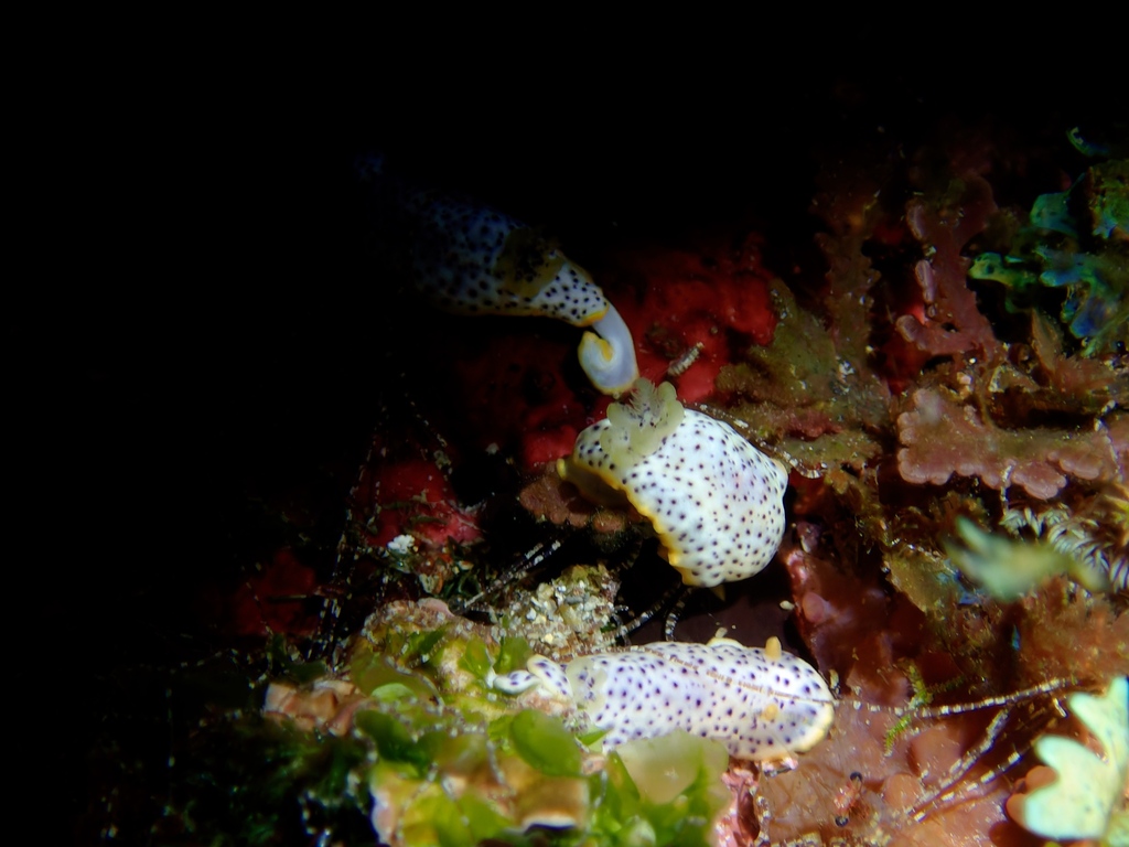 Blurred Spot Rainbow Dorid
