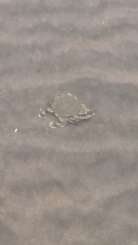 Common Moon Crab