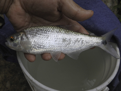 Characiformes