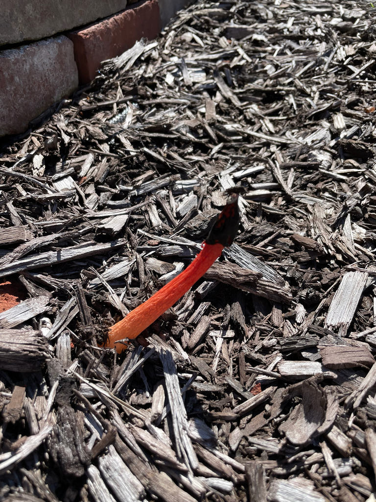 Wrinkly Stinkhorn · May 2026 · photo: Photo: no rights reserved · iNaturalist