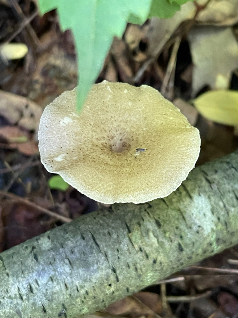 Spring Polypore · May 2026 · photo: Photo: no rights reserved · iNaturalist