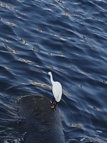 Little Egret