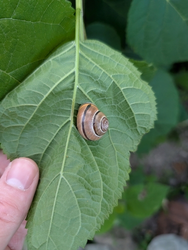 Brown-lipped Snail