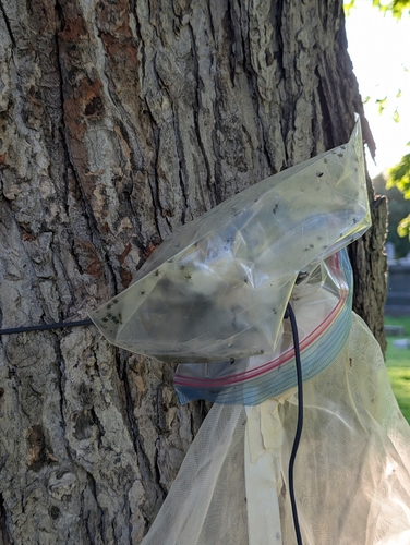 Spotted Lanternfly