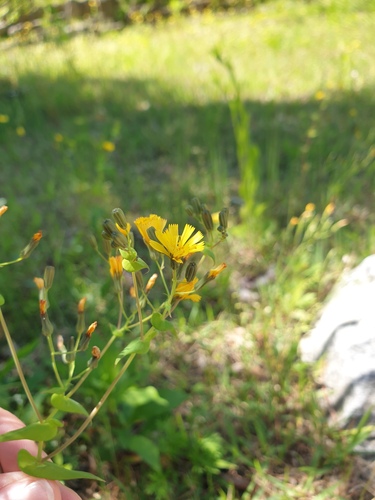 Crepidiastrum sonchifolium, photograph 3
