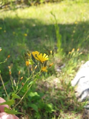 Crepidiastrum sonchifolium, photograph author not stated, no rights reserved