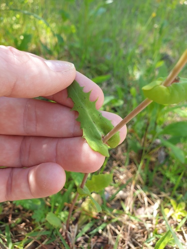 Crepidiastrum sonchifolium, photograph 4