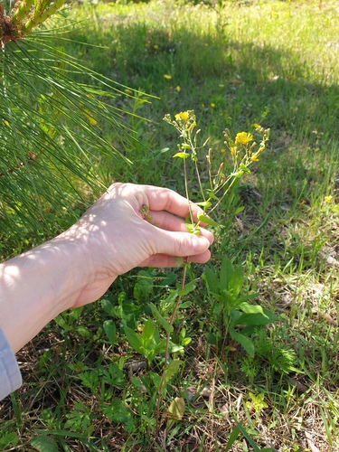Crepidiastrum sonchifolium, photograph 2
