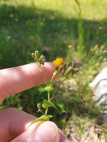 Crepidiastrum sonchifolium, photograph 5