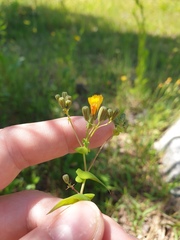Crepidiastrum sonchifolium, photograph author not stated, no rights reserved