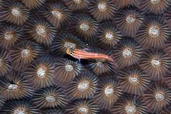 Helcogramma striata