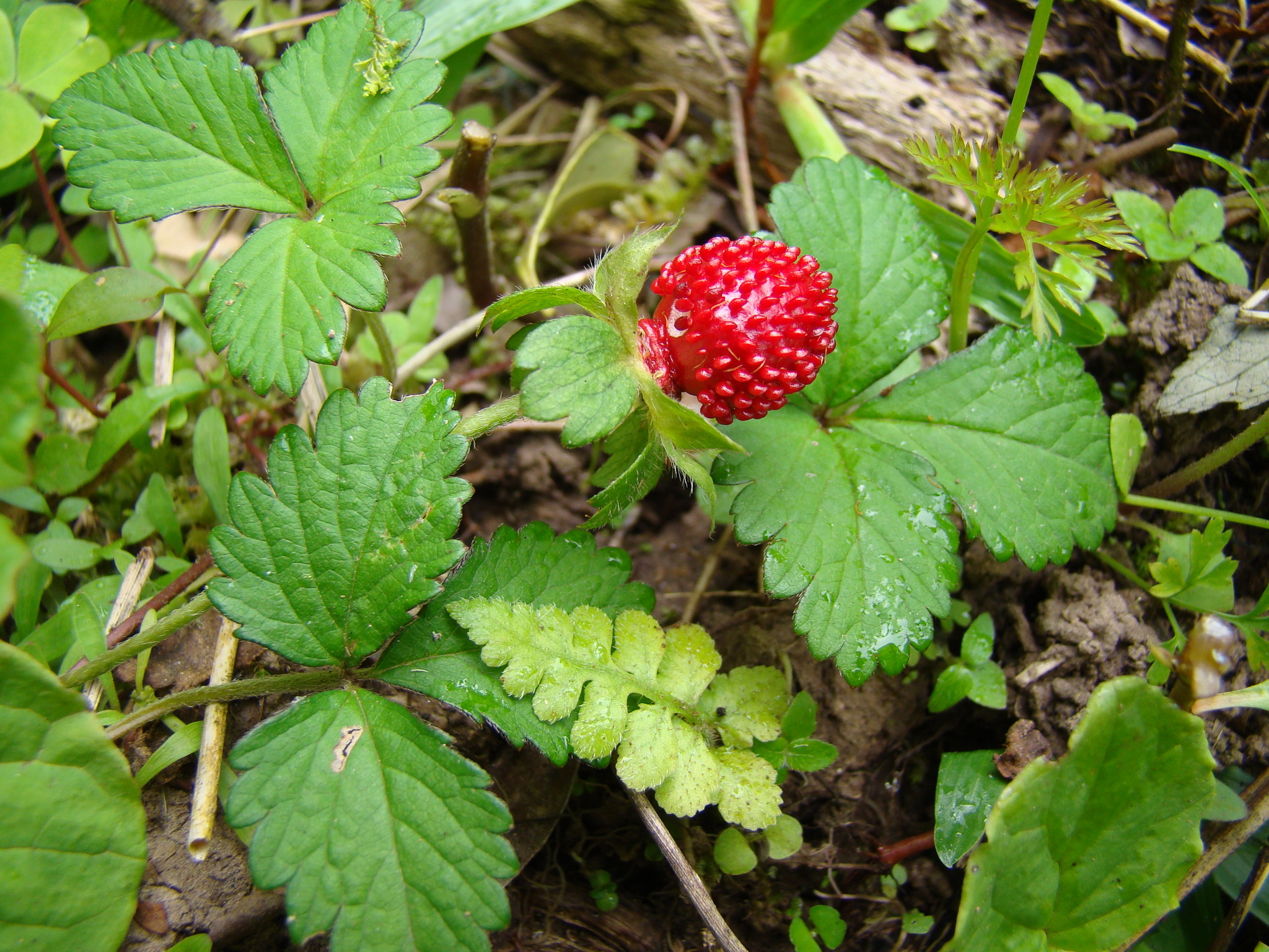 Potentilla indica