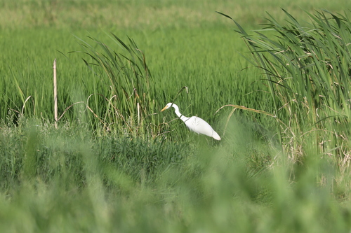 iNaturalist image