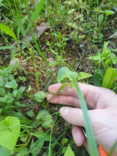 Viola hamiltoniana