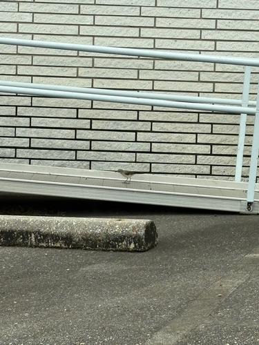 Northern Mockingbird