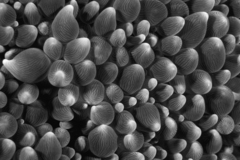 Physogyra lichtensteini