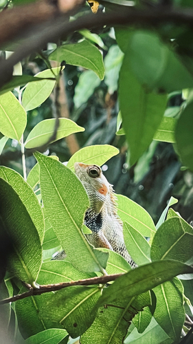 Oriental Garden Lizard