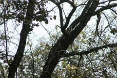 Sciurus aureogaster