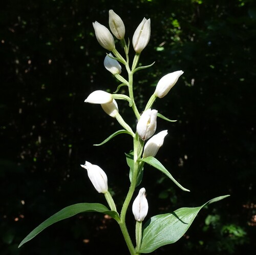 white helleborine