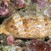 Eyed Cowrie - Photo (c) terence zahner, some rights reserved (CC BY-NC), uploaded by terence zahner