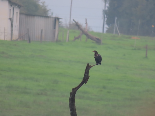 iNaturalist image