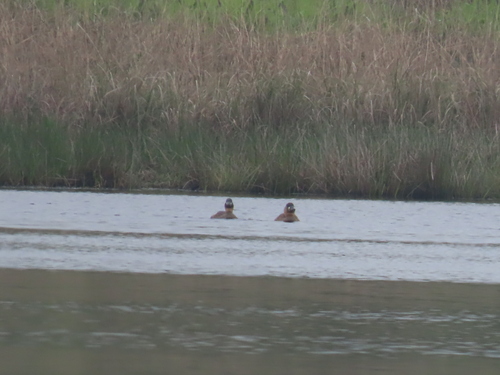 iNaturalist image