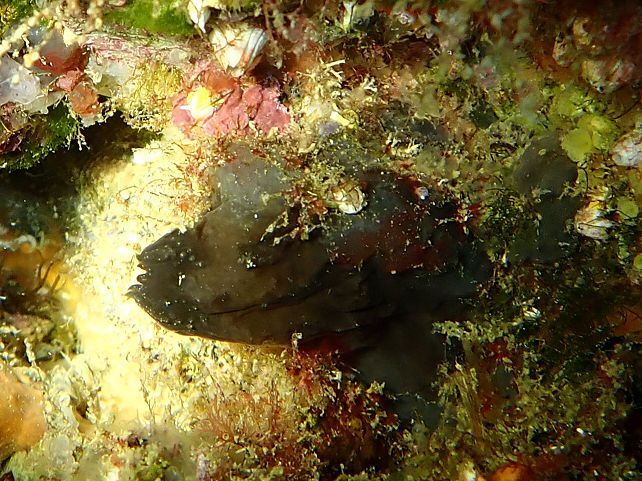 Phallusia fumigata (Grube, 1864)
