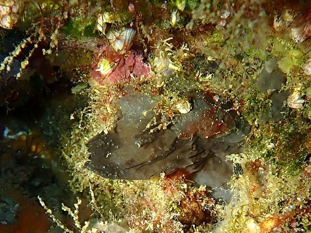 Phallusia fumigata (Grube, 1864)