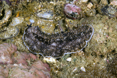 Acanthozoon