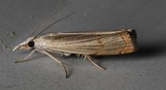 Parapediasia decorellus